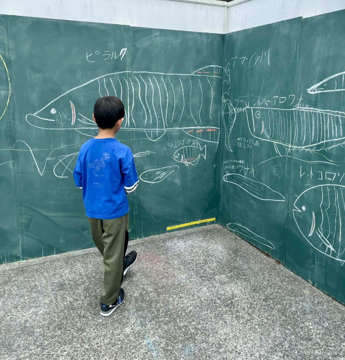 こうたくんが黒板に大きな魚（ピラルク）の絵を描いている後ろ姿